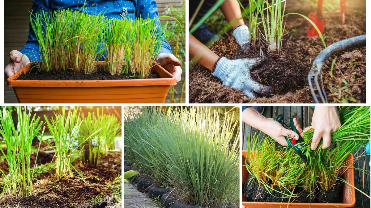How to Start Growing Lemongrass in Pots