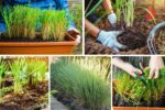 How to Start Growing Lemongrass in Pots