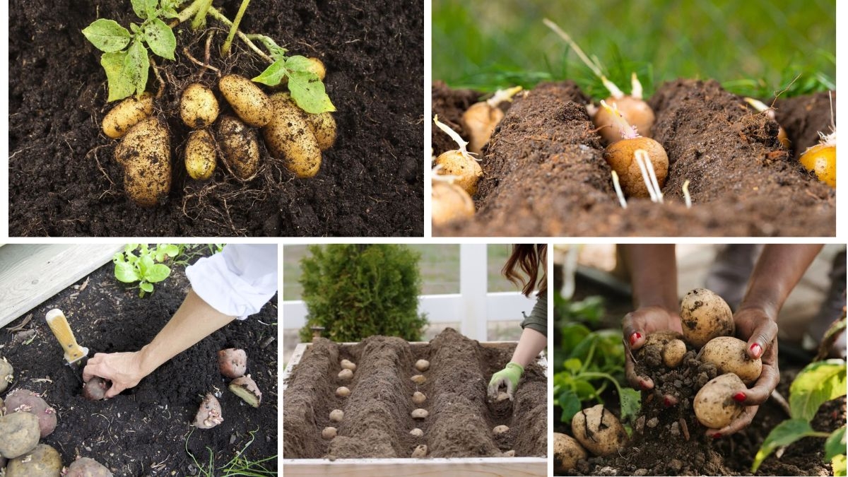How to Start Growing Potatoes Step-by-Step