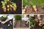 How to Start Growing Potatoes Step-by-Step