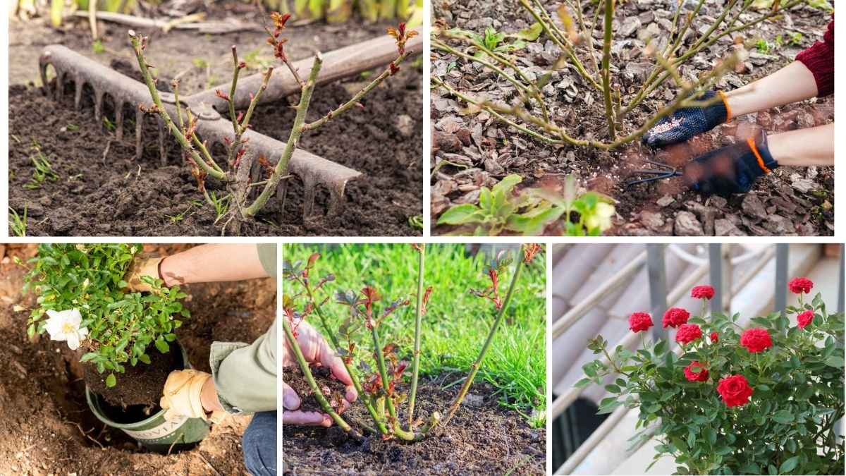 How to Start Growing Roses for Beginners