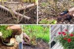 How to Start Growing Roses for Beginners