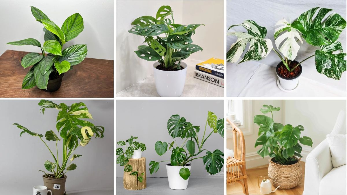 6 Monstera Varieties for Bold Leaf Displays