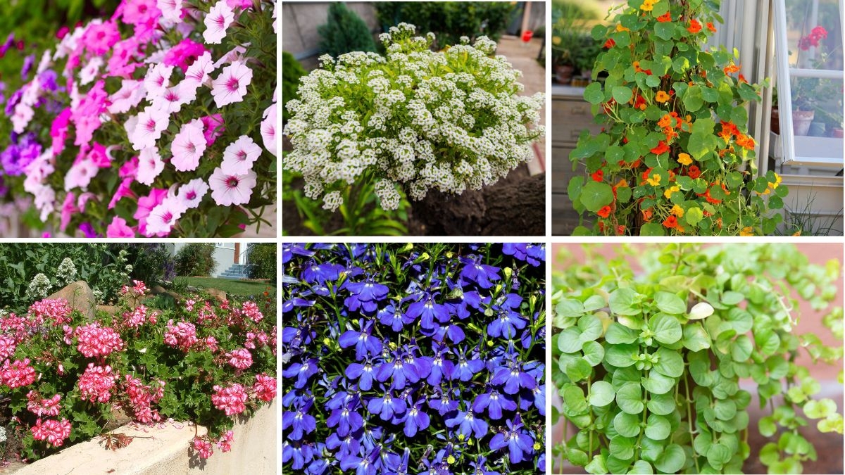 6 Gorgeous Trailing Plants Perfect for Hanging Baskets