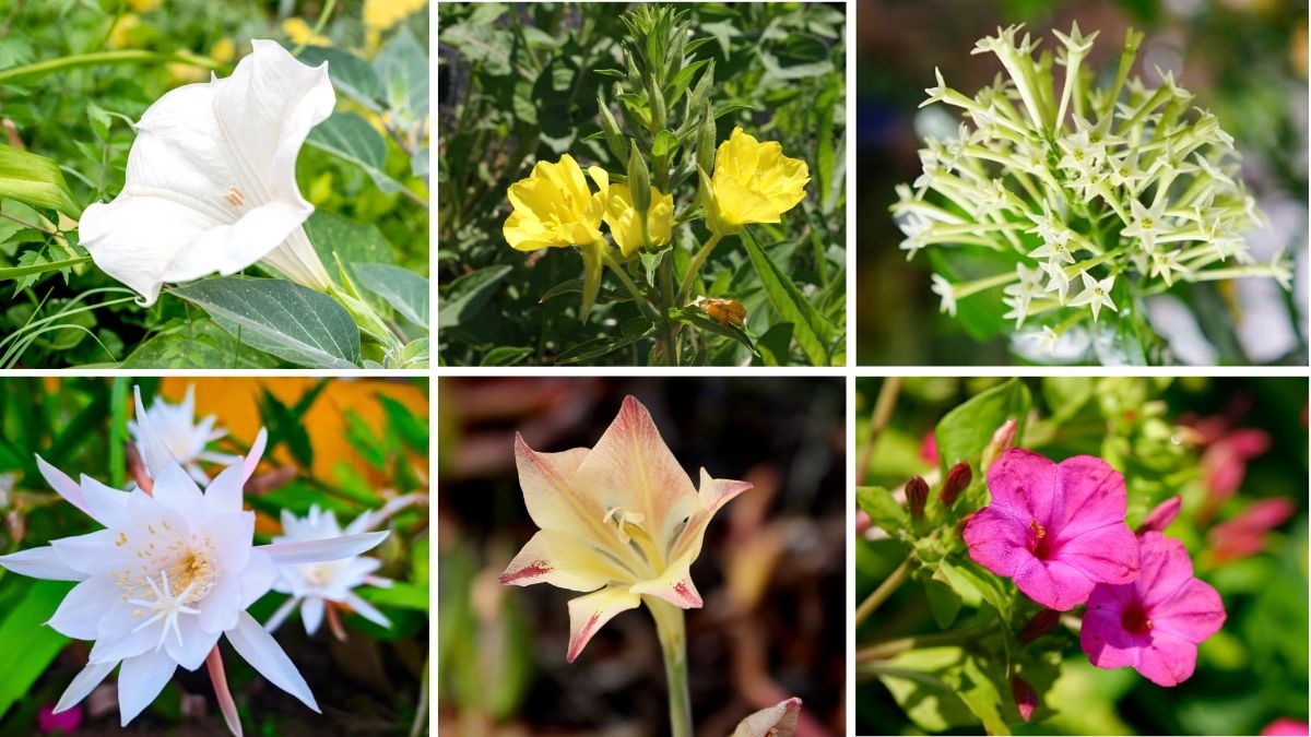 6 Unique Night-Blooming Flowers That Light Up Your Garden