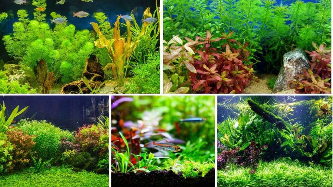 5 Aquatic Plants to Beautify Home Aquariums