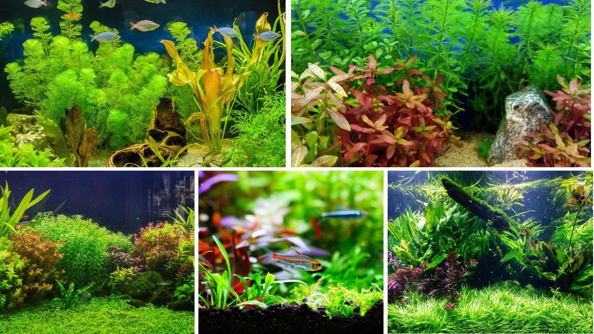 5 Aquatic Plants to Beautify Home Aquariums