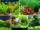 5 Aquatic Plants to Beautify Home Aquariums