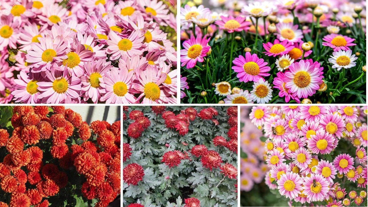 Countries That Produce the Most Chrysanthemums