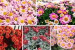 Countries That Produce the Most Chrysanthemums