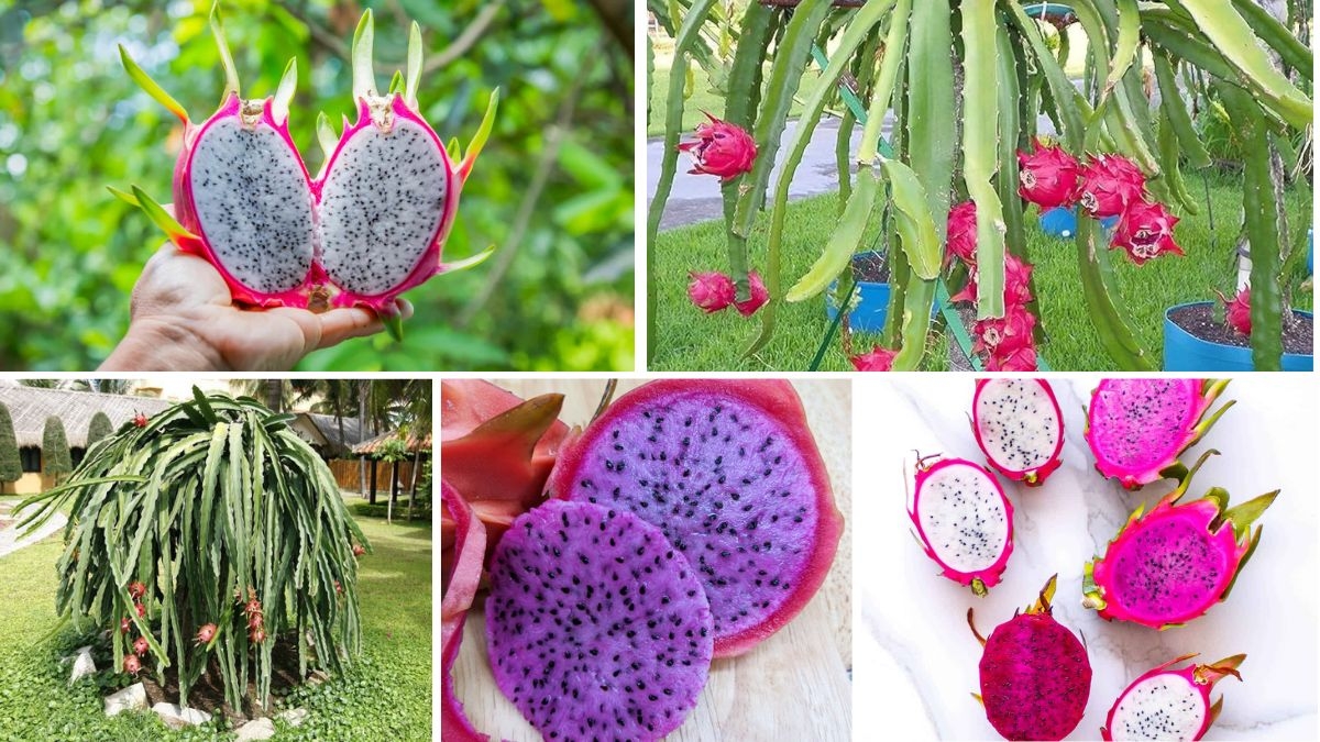Complete Guide to Growing Dragon Fruit in Containers