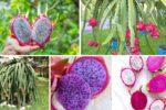 Complete Guide to Growing Dragon Fruit in Containers