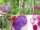 Complete Guide to Growing Dragon Fruit in Containers