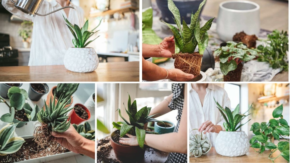 Complete Guide to Caring for Snake Plants Indoors