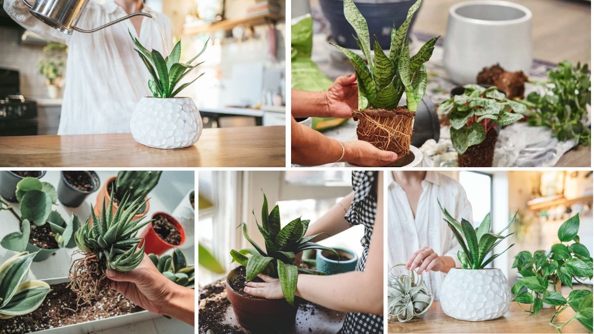 Complete Guide to Caring for Snake Plants Indoors
