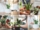 Complete Guide to Caring for Snake Plants Indoors