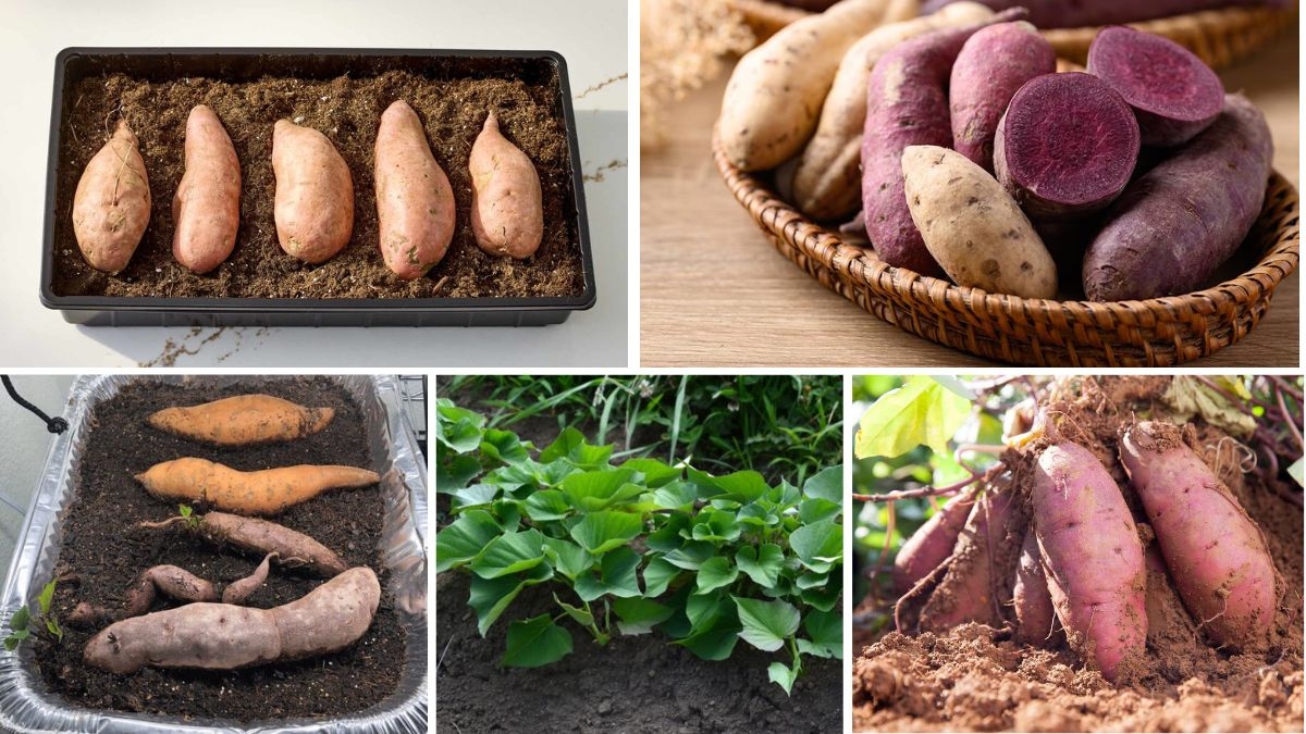 Step-by-Step Guide to Planting Sweet Potatoes at Home
