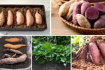Step-by-Step Guide to Planting Sweet Potatoes at Home