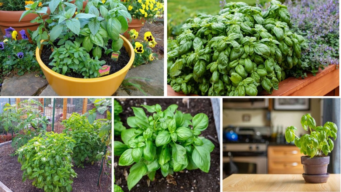 Beginner’s Guide to Growing Basil Indoors