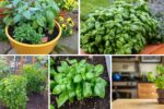 Beginner’s Guide to Growing Basil Indoors