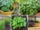 Beginner’s Guide to Growing Basil Indoors