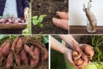 Sweet Potato Pest Prevention: Organic Methods