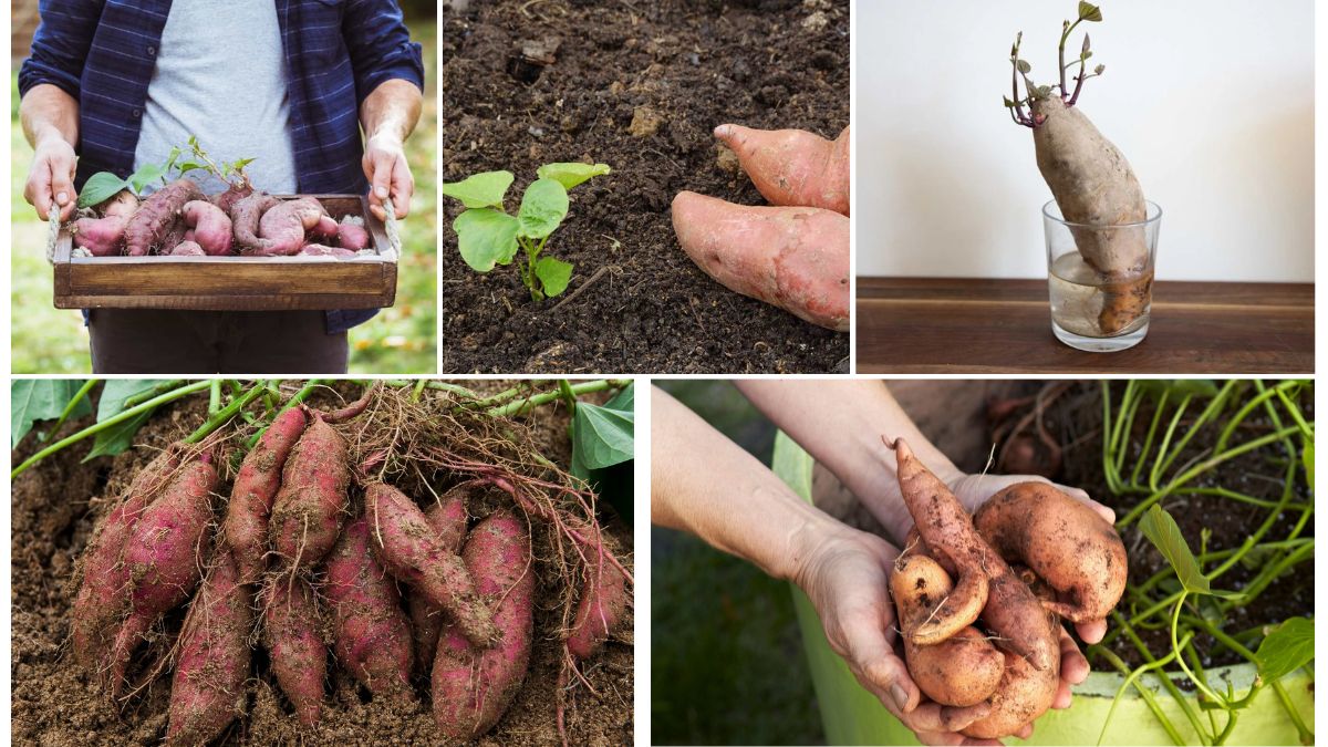 Sweet Potato Pest Prevention: Organic Methods