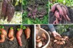 Soil Prep for Sweet Potato Growing Success