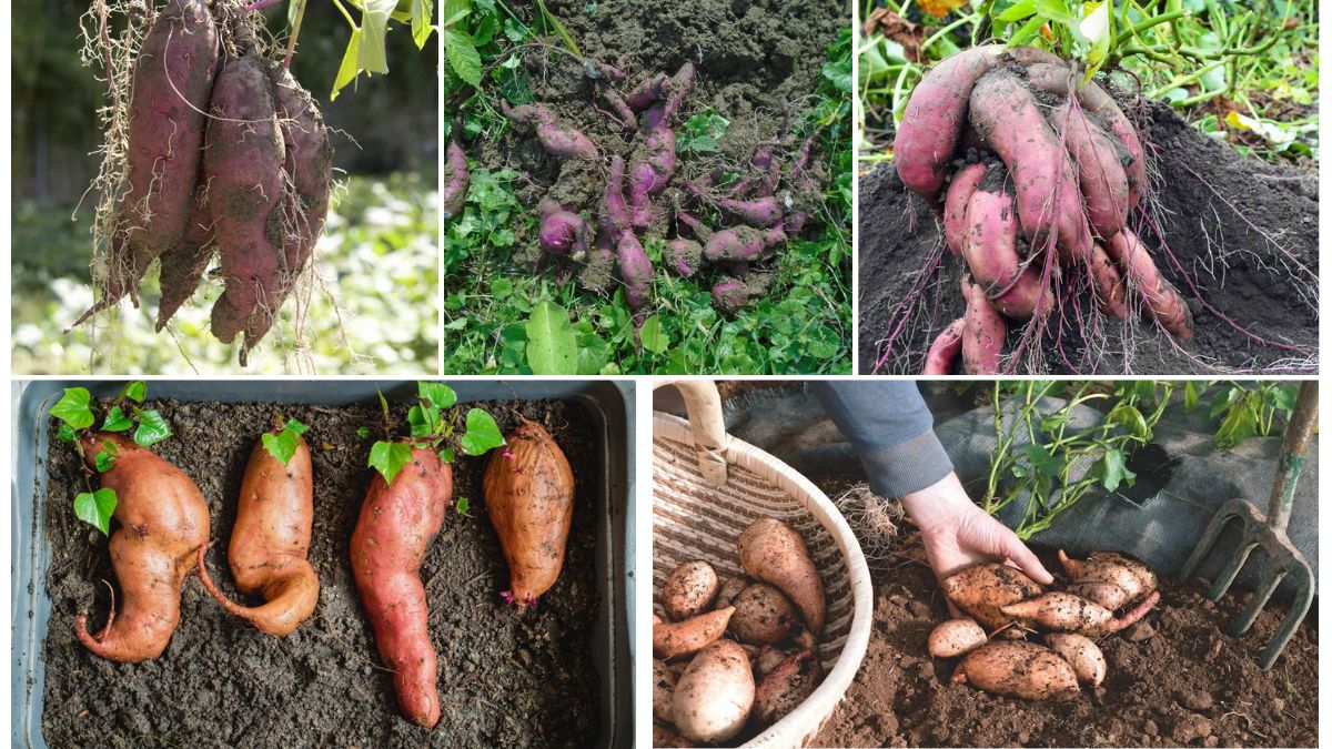 Soil Prep for Sweet Potato Growing Success