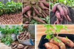 Sweet Potato Yield Per Pot: Maximize Your Harvest