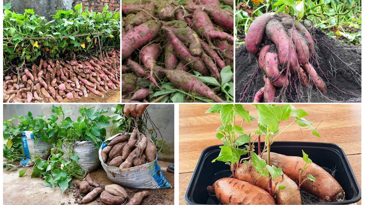Sweet Potato Yield Per Pot: Maximize Your Harvest