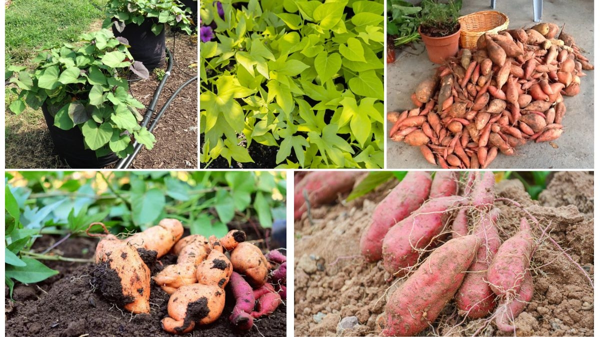 Growing Sweet Potatoes Vertically in Containers