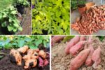 Growing Sweet Potatoes Vertically in Containers