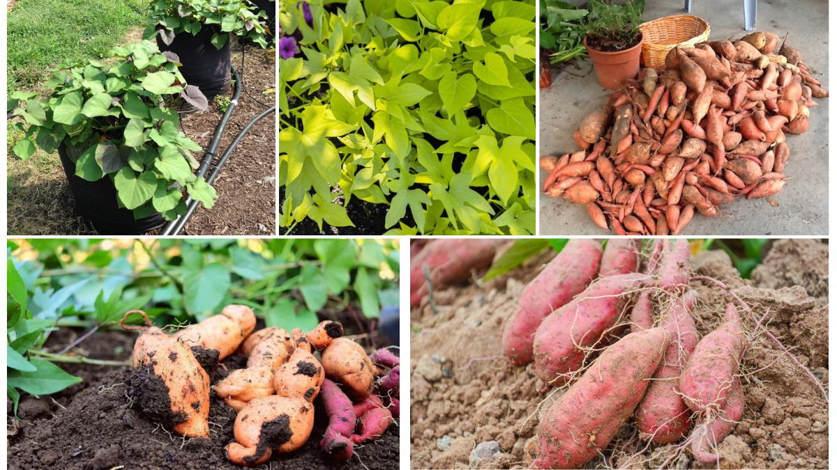Growing Sweet Potatoes Vertically in Containers