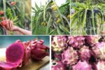 Dragon Fruit Planting Mistakes That Delay Growth