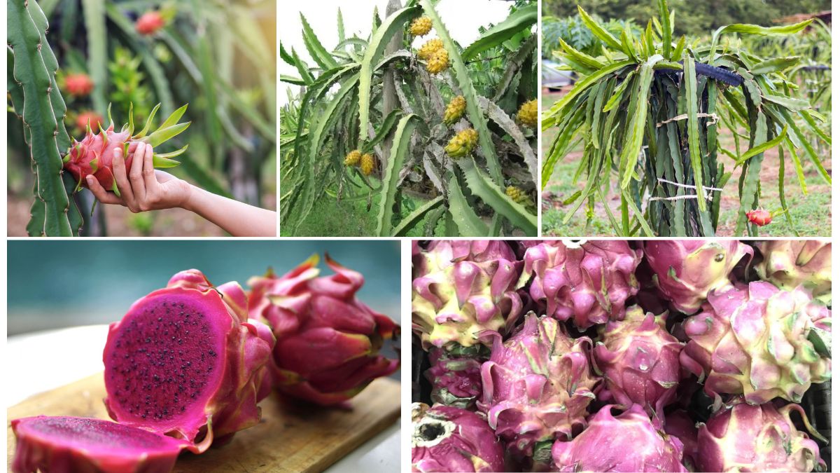Dragon Fruit Planting Mistakes That Delay Growth