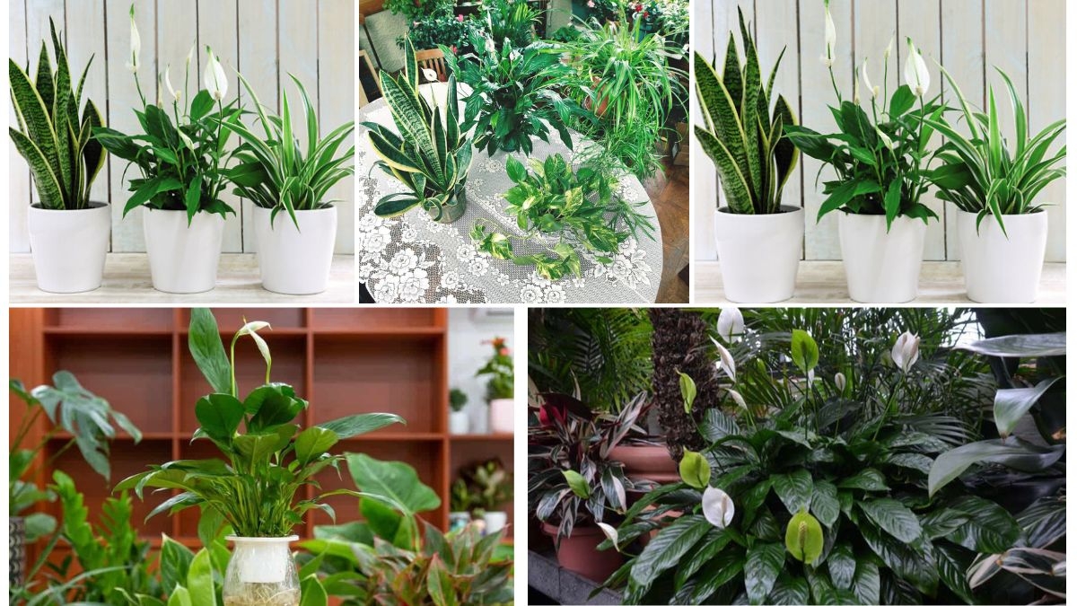 Peace Lily vs Snake Plant: Which Is Better for Bedrooms?