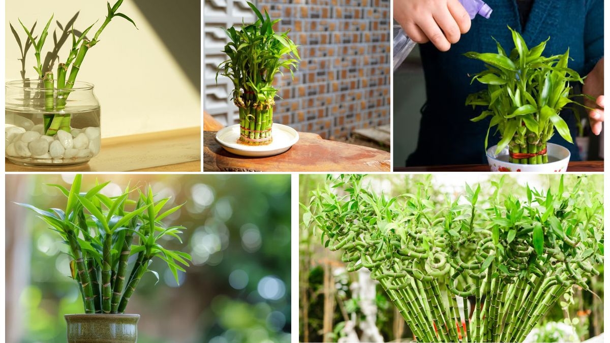 Bamboo Plant Care According to Feng Shui
