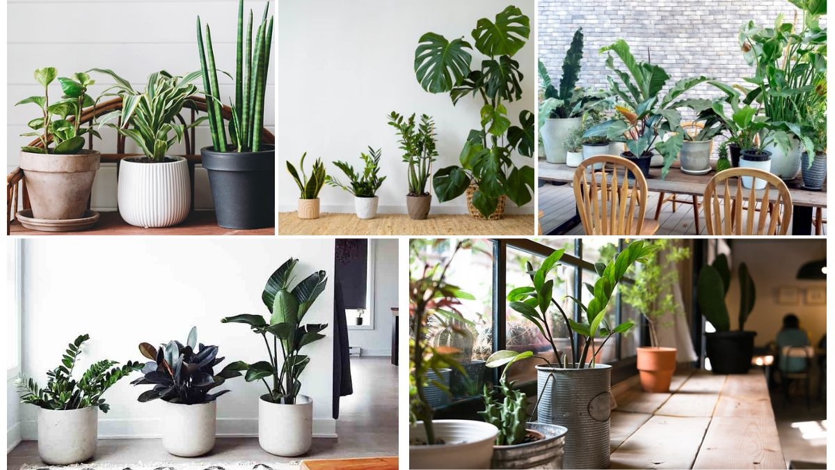 Best Air-Cleaning Plants for Smokers' Homes