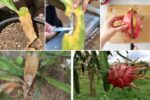 Top Tips to Prevent Dragon Fruit Root Rot