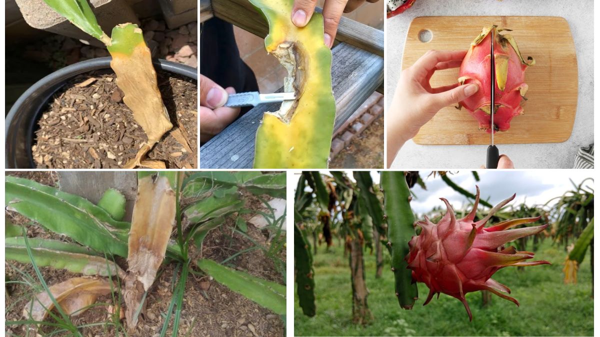 Top Tips to Prevent Dragon Fruit Root Rot