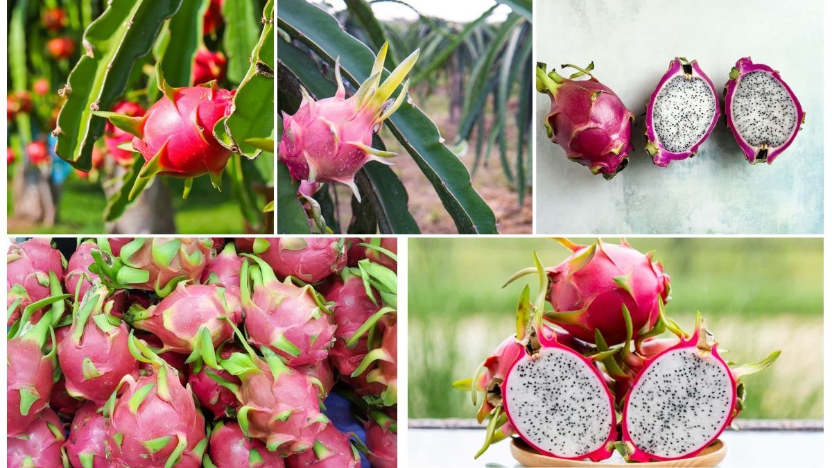 Can Dragon Fruit Survive Indoors Year-Round?