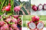 Can Dragon Fruit Survive Indoors Year-Round?