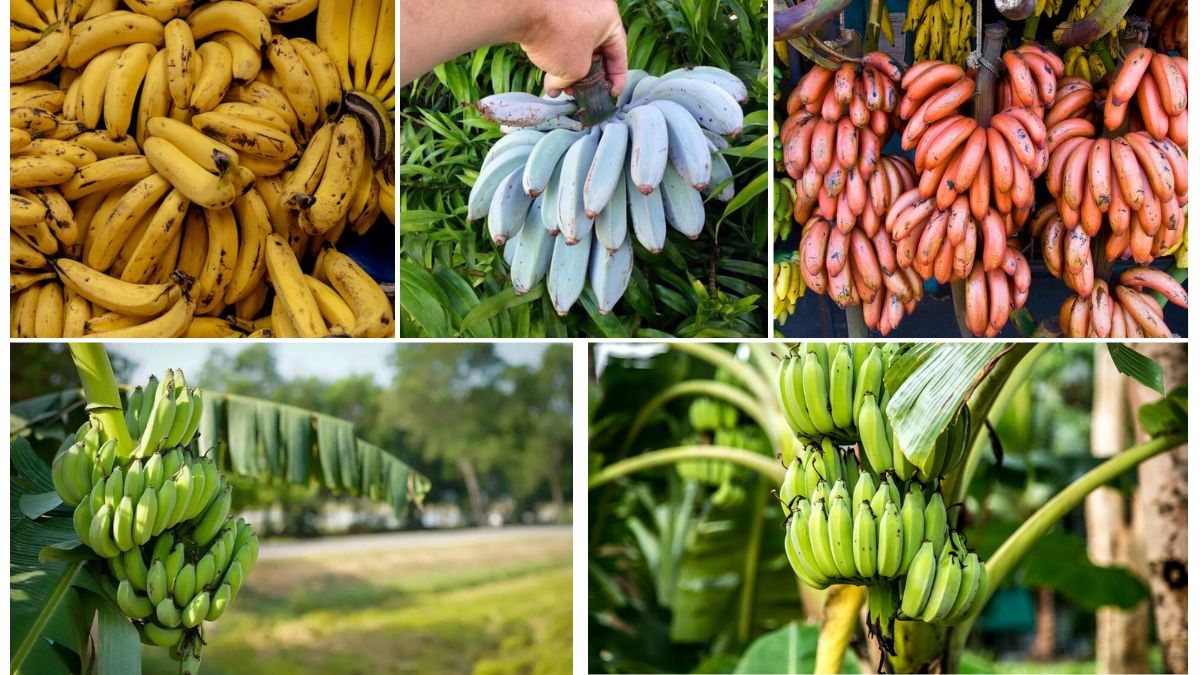 Top Banana Varieties Grown Worldwide