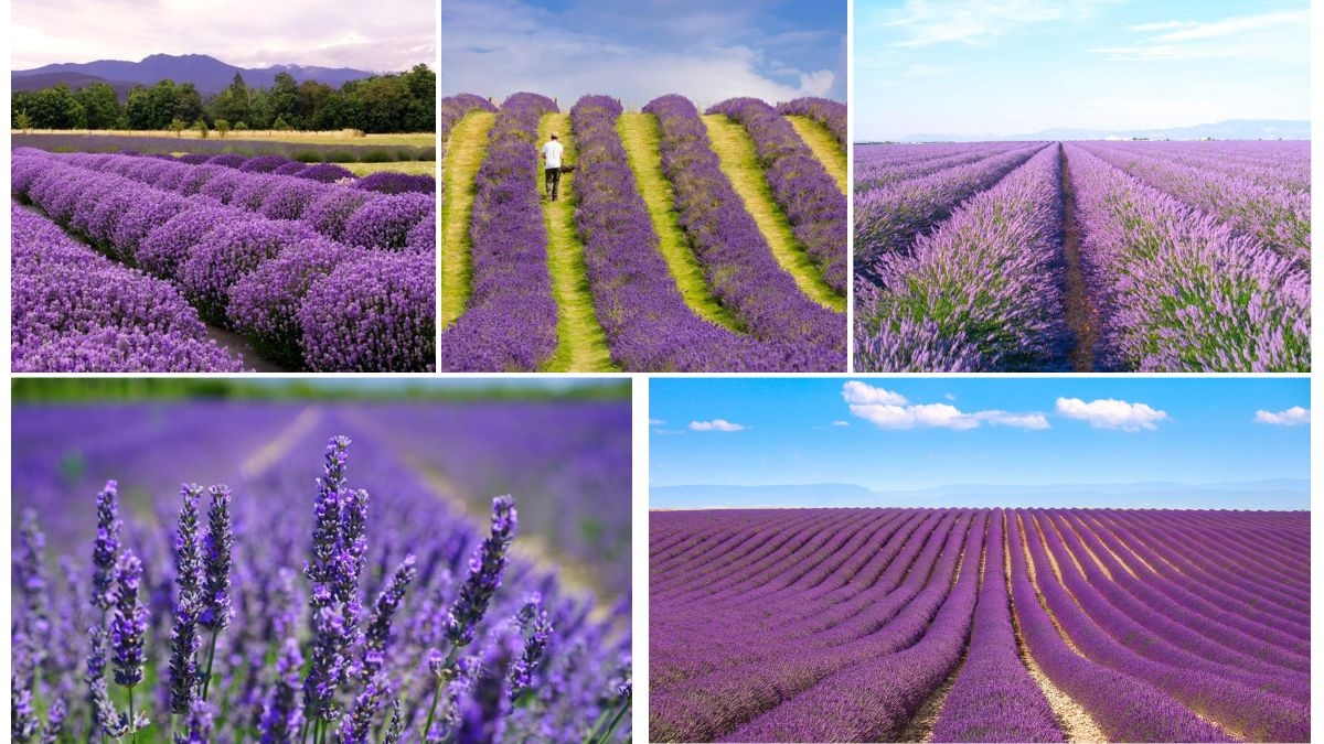 Top Countries Known for Lavender Exports