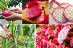 How to Get Multiple Harvests from a Dragon Fruit Plant