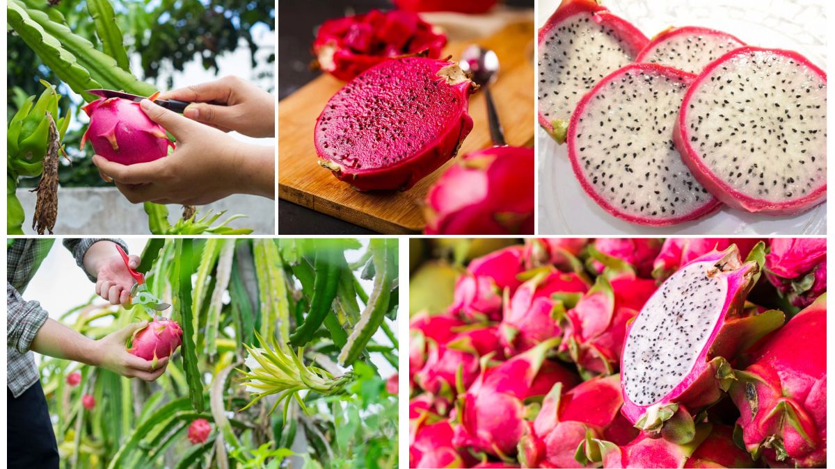 How to Get Multiple Harvests from a Dragon Fruit Plant