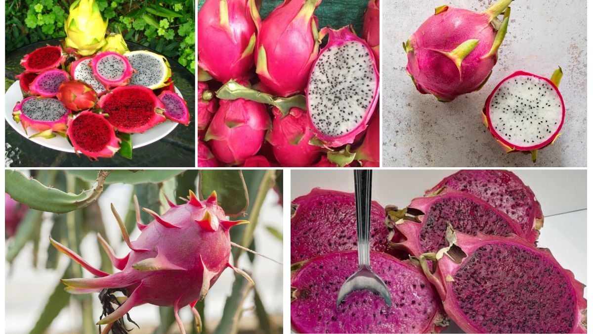 How to Make Dragon Fruit Thrive in Small Spaces