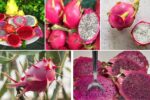 How to Make Dragon Fruit Thrive in Small Spaces