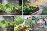 Watering Tips for Hot Summer Gardens